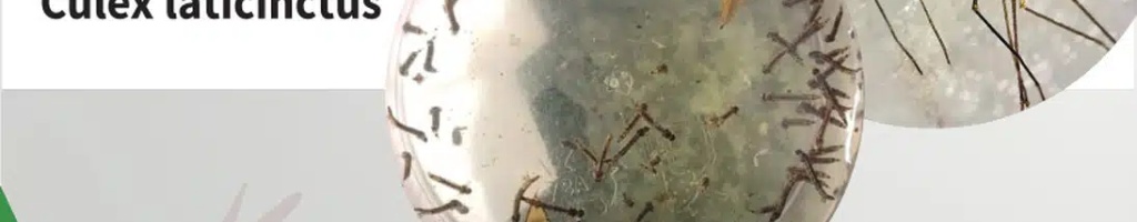 CAMPAÑA DE PREVENCIÓN DEL VIRUS DEL NILO OCCIDENTAL